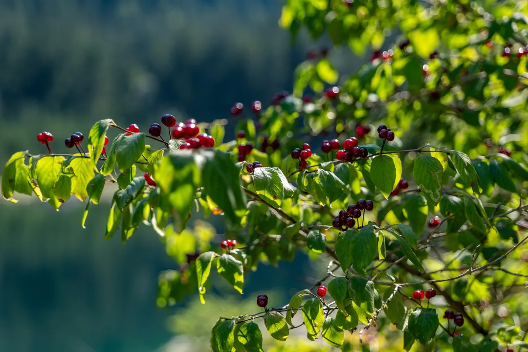 Gosausee, Austria. Photograph by Marian Kozaczewski.